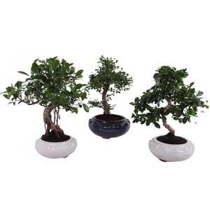 Bonsai Mixed in ø19cm Round Ceramic S-Shape