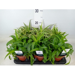 Chlorophytum   ...mix