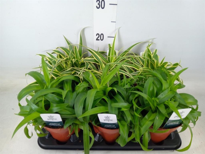<h4>Chlorophytum   ...mix</h4>