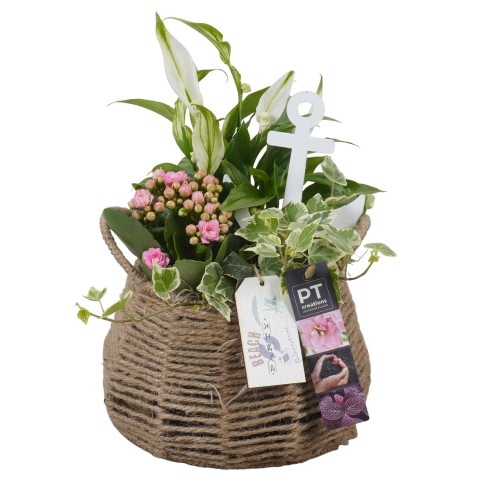 <h4>Opm Pt PTSD8003 Summer Mand Rond</h4>