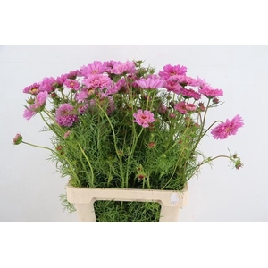 COSMOS BIPINNATUS DOUBLE PINK