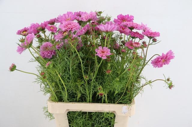 <h4>COSMOS BIPINNATUS DOUBLE PINK</h4>