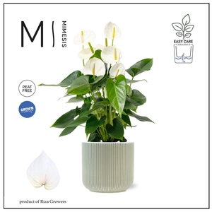 Mimesis Anthurium KARMA White 17cm - Atlanta Green