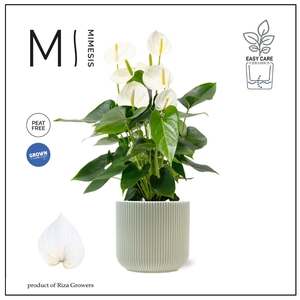 Mimesis Anthurium KARMA White 17cm - Atlanta Green