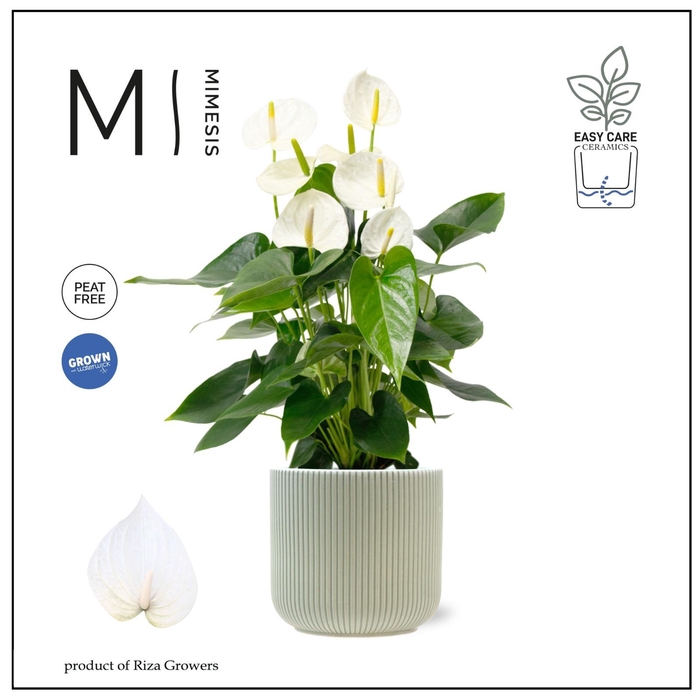 <h4>Mimesis Anthurium KARMA White 17cm - Atlanta Green</h4>