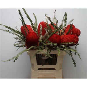 Banksia Speciosa Red