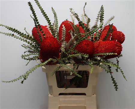 <h4>Banksia Speciosa Red</h4>