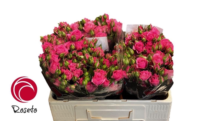 <h4>R Tr Pink Dimension</h4>