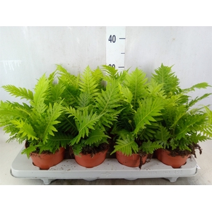 Blechnum gibbum 'Silver Lady'