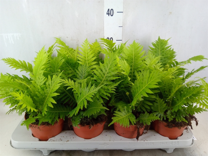 <h4>Blechnum gibbum 'Silver Lady'</h4>