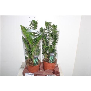Zamioculcas Zenzi