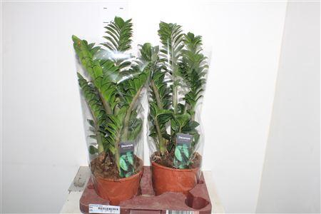 <h4>Zamioculcas Zenzi</h4>