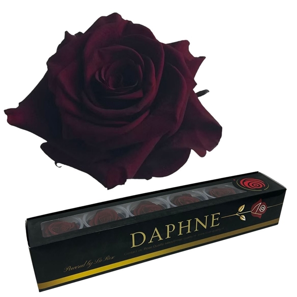 <h4>Preserved Rosa Wine Xl</h4>