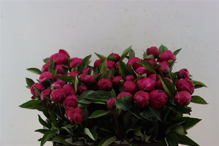 <h4>Paeo L Red Bernhardt</h4>