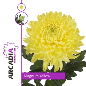 CHR G MAGNUM YELLOW