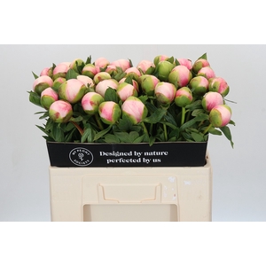 Paeonia Colonel Owen Cousins