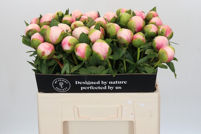 <h4>Paeonia Colonel Owen Cousins</h4>