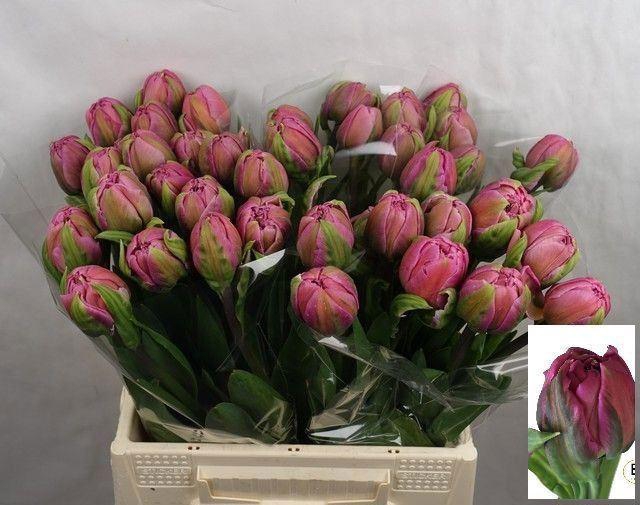 <h4>TU DUB LIVORNO 54 GR.</h4>