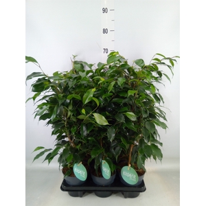 Ficus benja. 'Danielle'