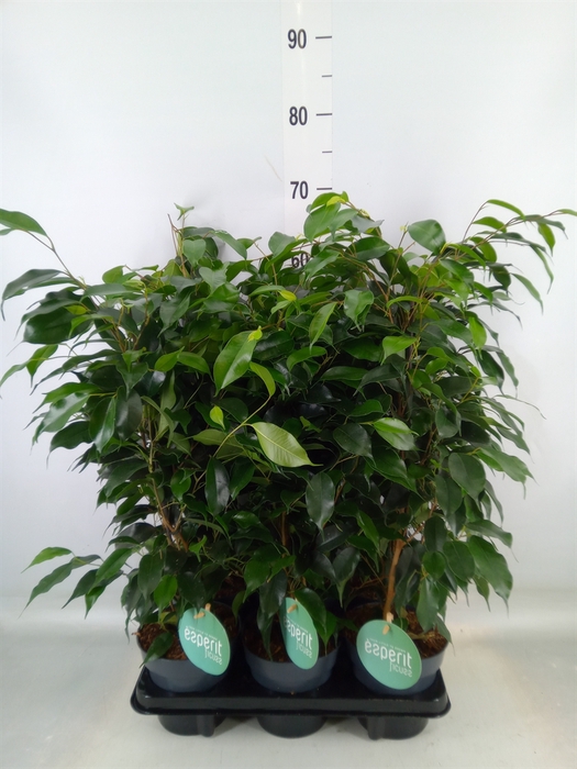 <h4>Ficus benja. 'Danielle'</h4>