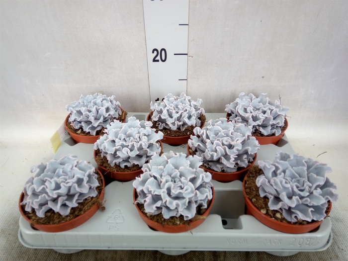 <h4>Echeveria   ...</h4>