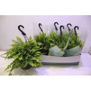 arr8 Nephr Ex Green Momen