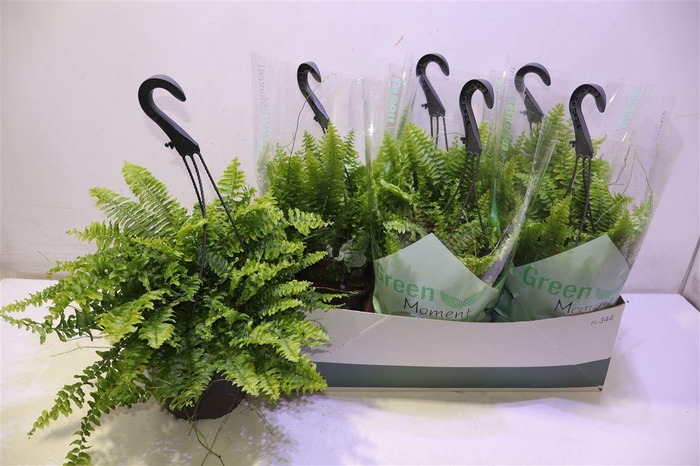 <h4>arr8 Nephr Ex Green Momen</h4>