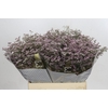 Limonium ov Safora Oshi Pink