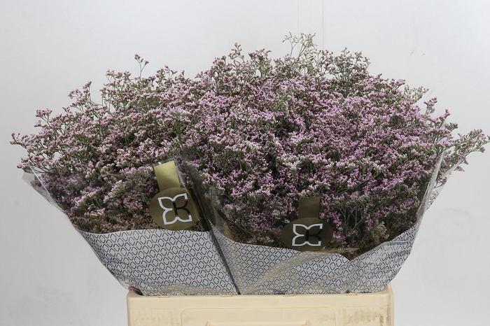 Limonium ov Safora Oshi Pink