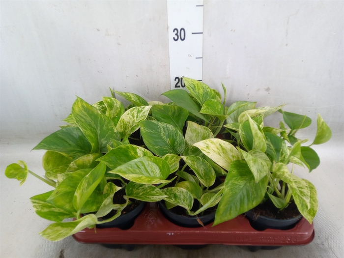 <h4>Epipremnum pinn. 'Marble Queen'</h4>