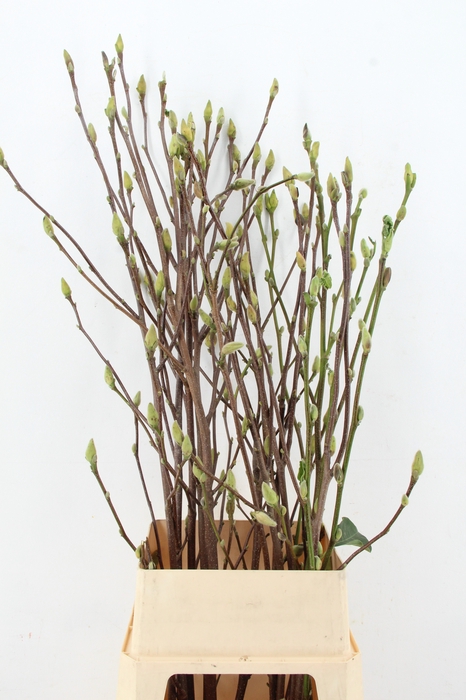 <h4>MAGNOLIA SUPERBA 110CM</h4>