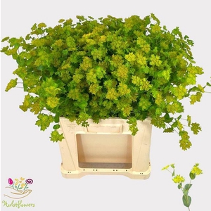 BUPLEURUM ROTUNDIFOL