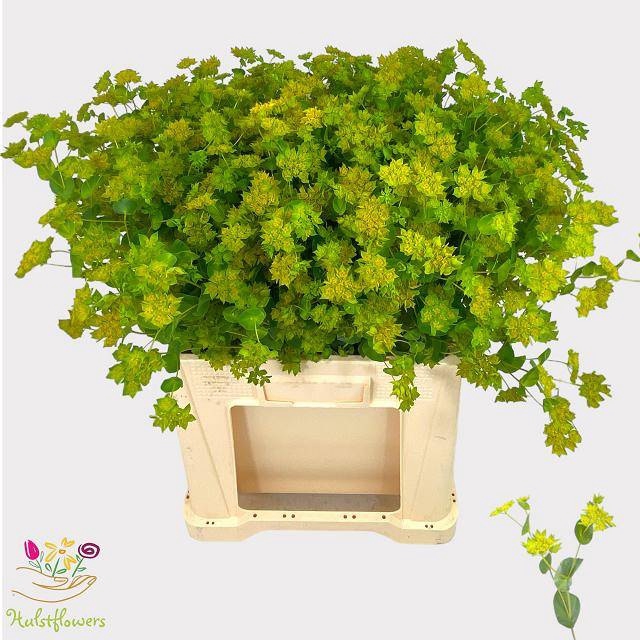 <h4>BUPLEURUM ROTUNDIFOL</h4>