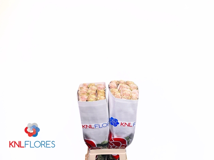 <h4>R GR QUICKSAND</h4>