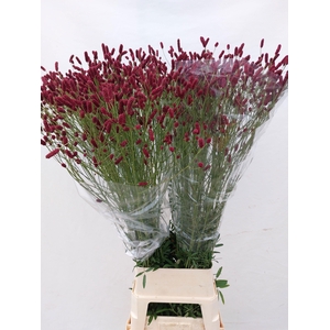 Sanguisorba off Rising Star