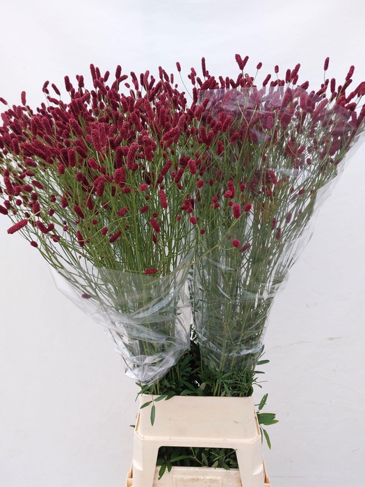 <h4>Sanguisorba off Rising Star</h4>