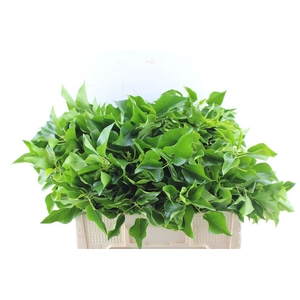 Hedera Extra Per Pak