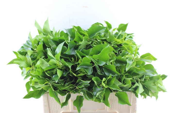 <h4>Hedera Extra Per Pak</h4>