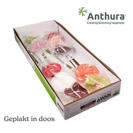 <h4>Anth A Gem</h4>