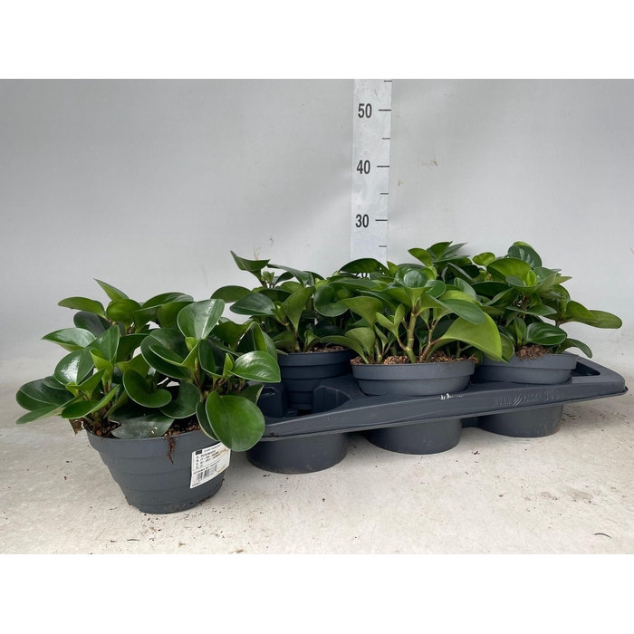 <h4>PEP OBT VARIEGATA</h4>