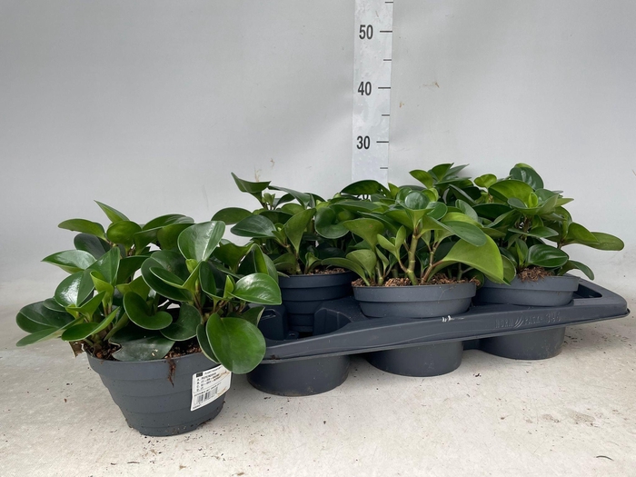 <h4>PEP OBT VARIEGATA</h4>