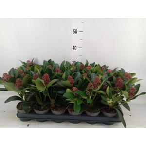 Skimmia jap. 'Rubella'