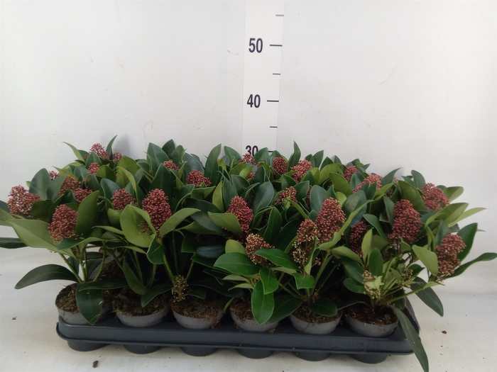 <h4>Skimmia jap. 'Rubella'</h4>