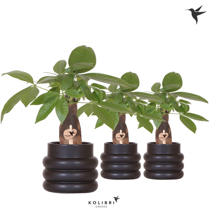 <h4>Kolibri Greens Pachira in Bubble pot black</h4>
