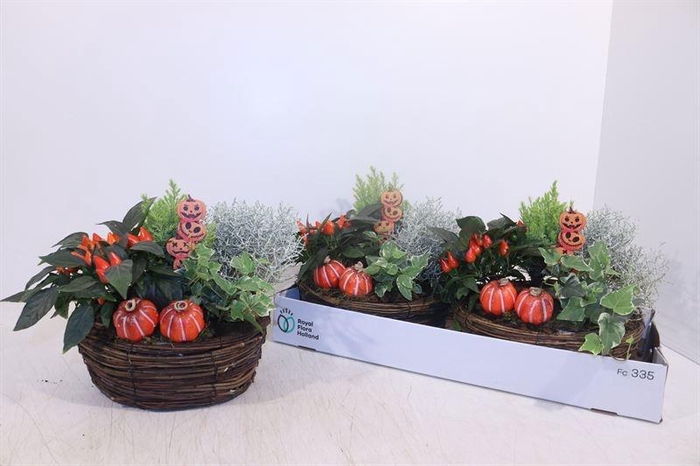 <h4>ARR TUINPLANTEN</h4>