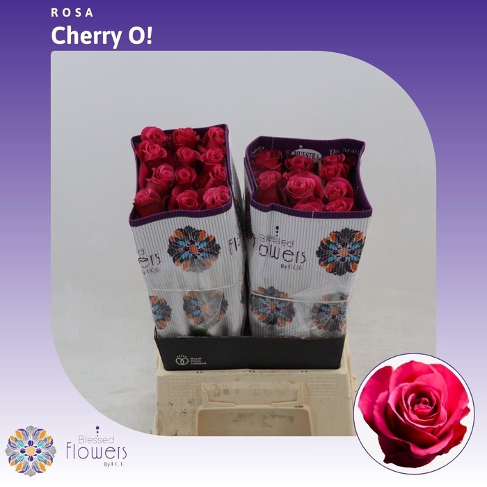 <h4>Rosa gr Cherry-o!</h4>