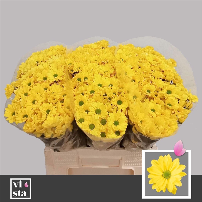 <h4>Chr T Celebrate</h4>