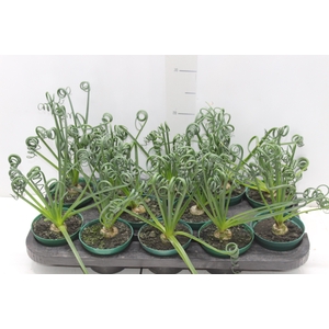 ALBUCA SPIRALIS P11 SEM FLOR