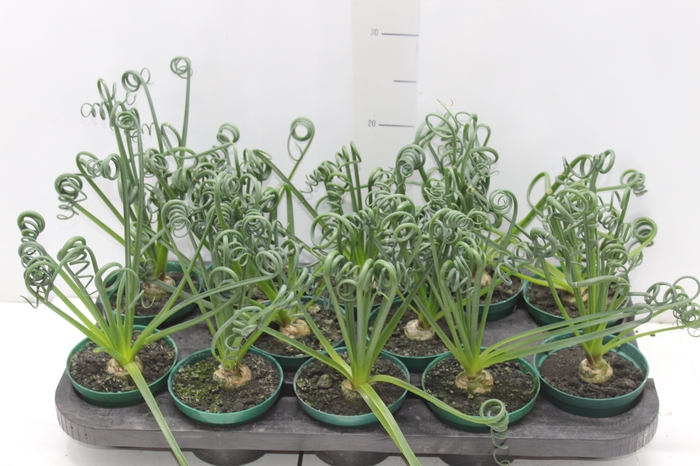 ALBUCA SPIRALIS P11 SEM FLOR