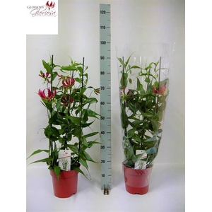 Gloriosa Rothschildiana 21Ø 90cm 3pp
